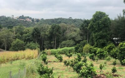 Projeto mede e zera pegada de carbono em comunidade escolar