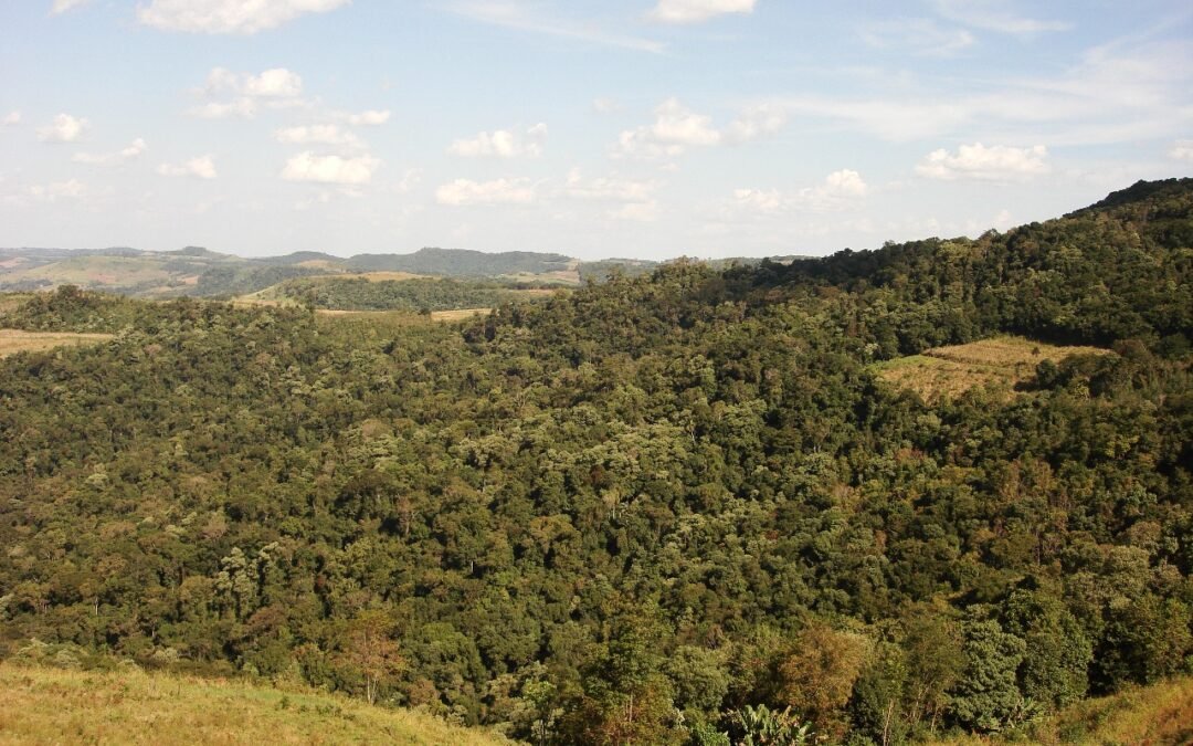 Projeto zera 7 mil toneladas de Co² emitidos por comunidade escolar em Curitiba